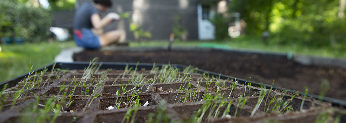 image of a garden with small sprouts coming out of the ground linking to a Guardian Credit Union page.